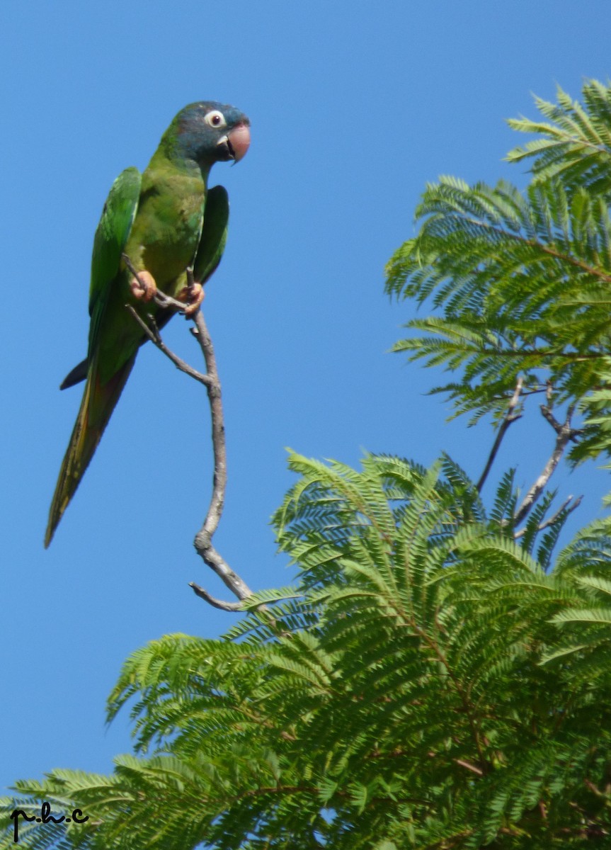 Blue-crowned Parakeet - ML307695481