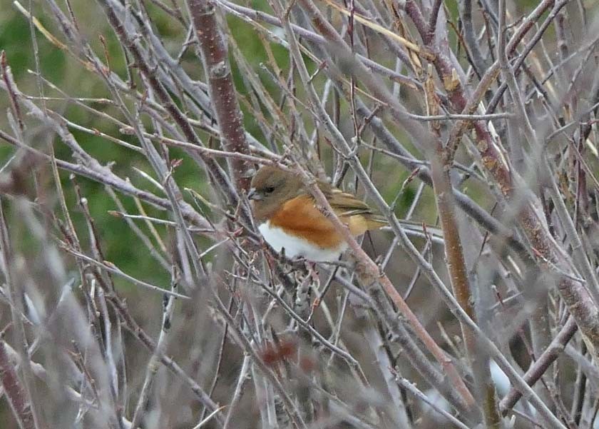 Eastern Towhee - ML307695761