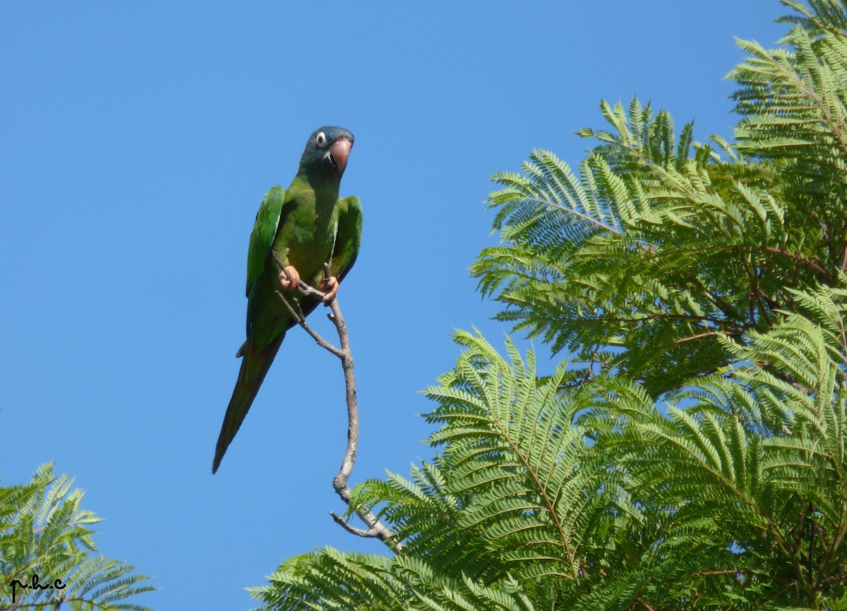 Blue-crowned Parakeet - ML307696231