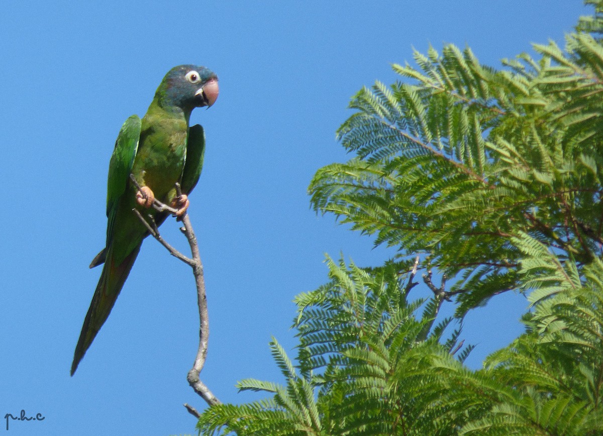 Blue-crowned Parakeet - ML307696381