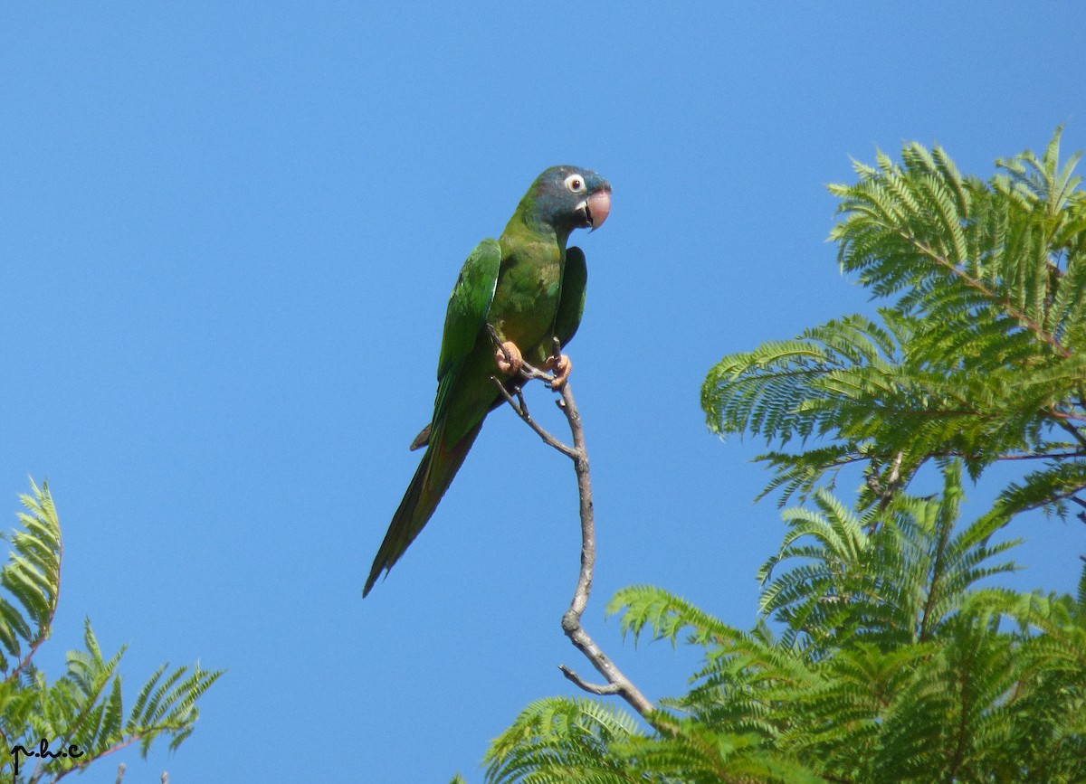 Blue-crowned Parakeet - ML307697021