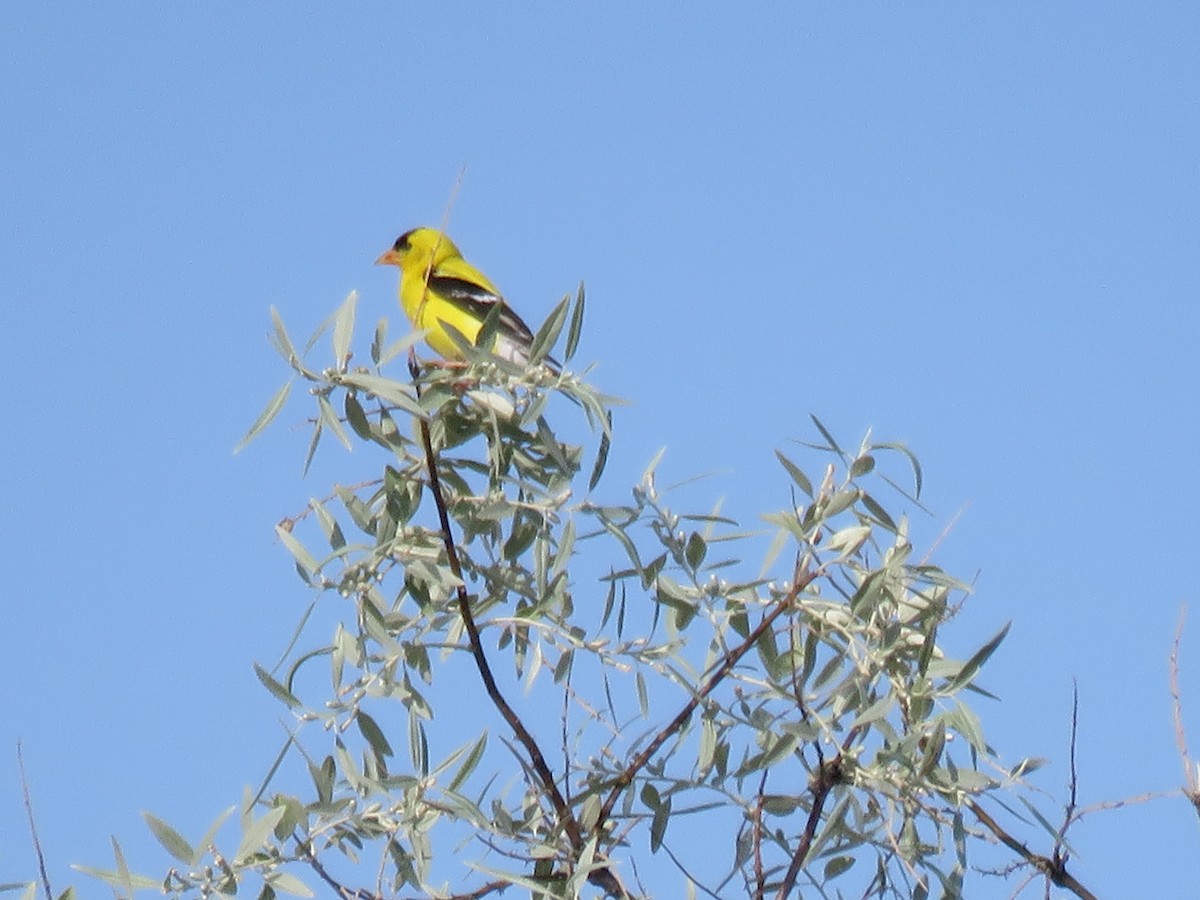 American Goldfinch - ML30770021