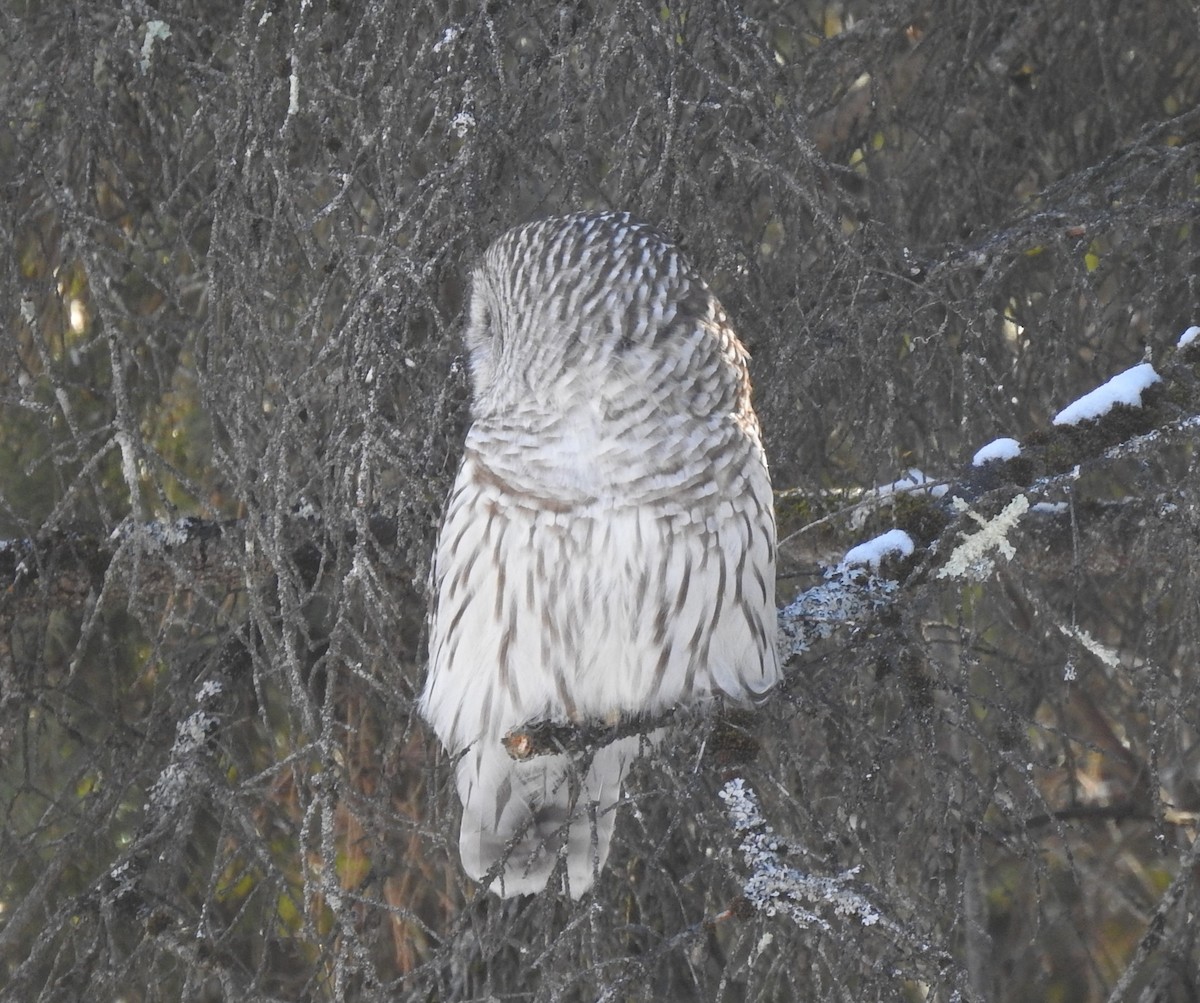 Barred Owl - ML307700301