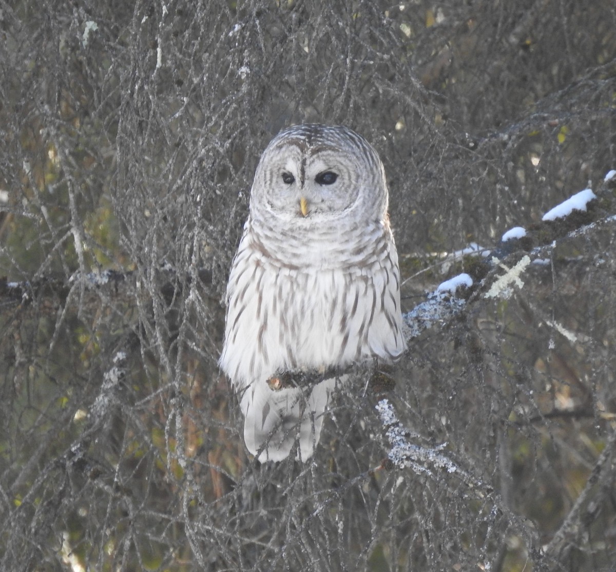 Barred Owl - ML307700311