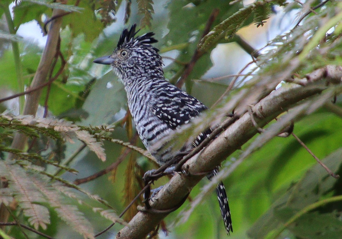 Barred Antshrike - Wayne Paes