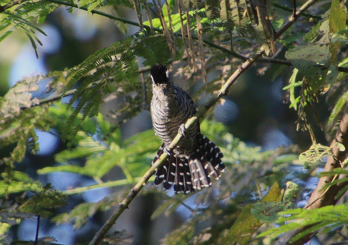 Barred Antshrike - Wayne Paes