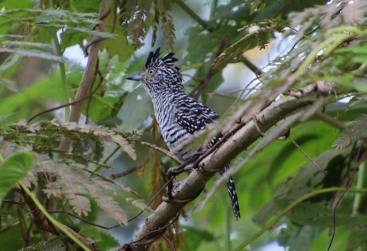 Barred Antshrike - ML307700461