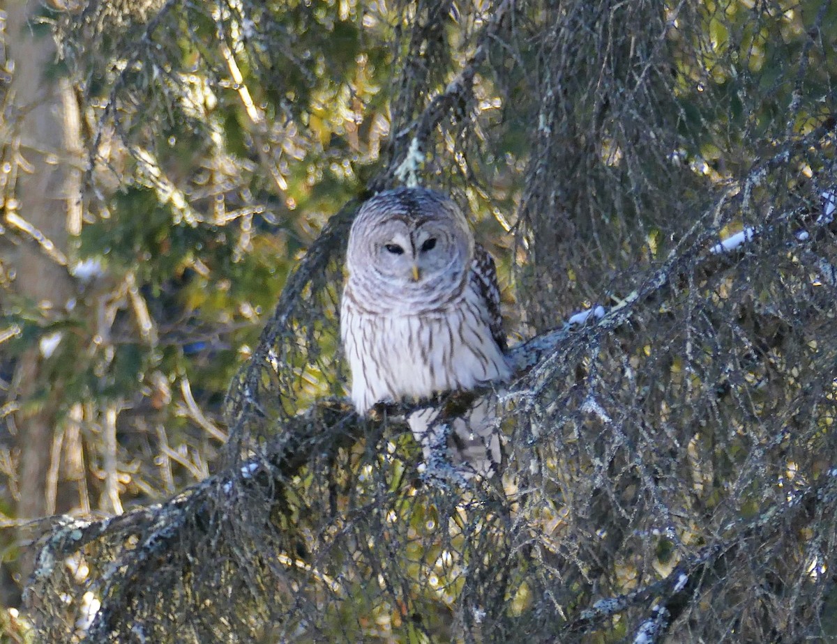 Barred Owl - ML307701761