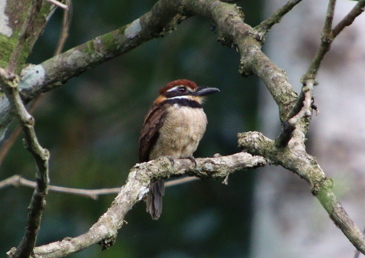 Chestnut-capped Puffbird - ML307702401