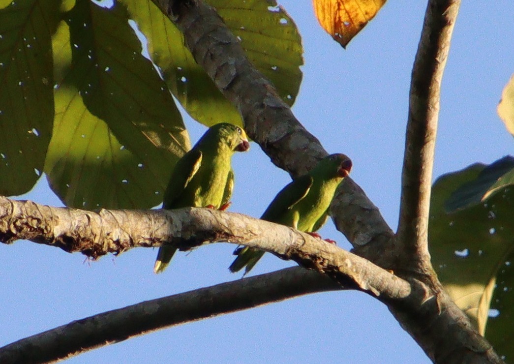 Tui Parakeet - Wayne Paes