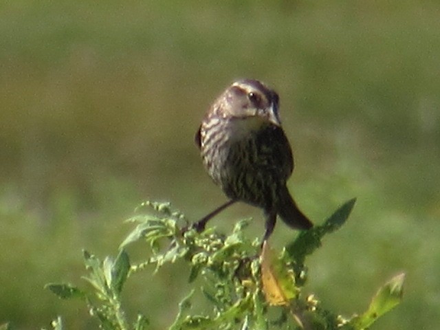 Red-winged Blackbird - ML30770291