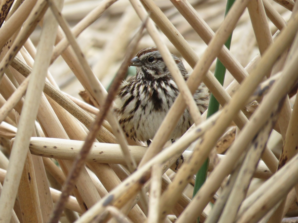 Song Sparrow - ML307704041