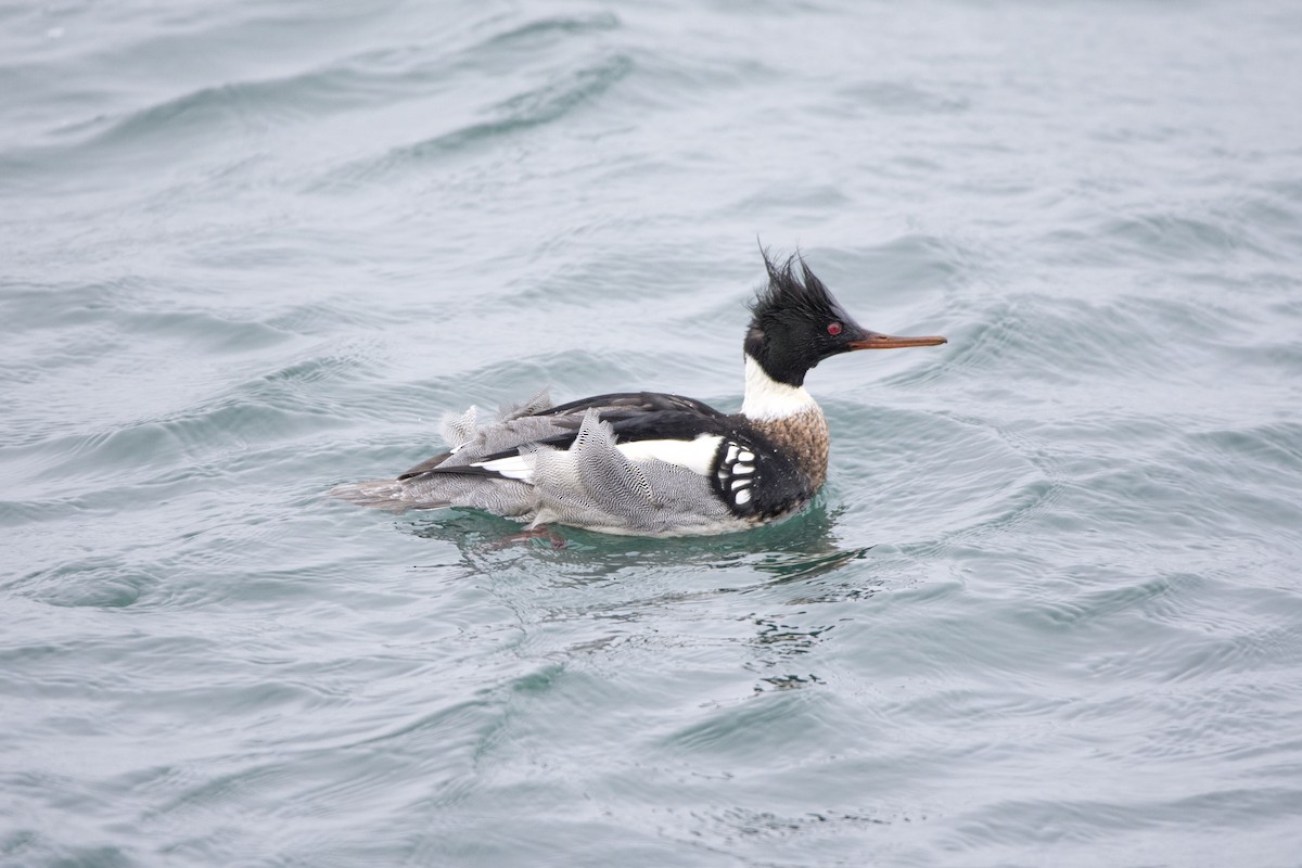 Red-breasted Merganser - Peter Sproule