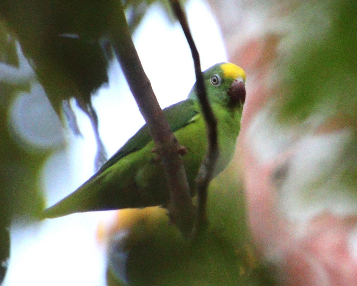 キボウシミドリインコ - ML307705851