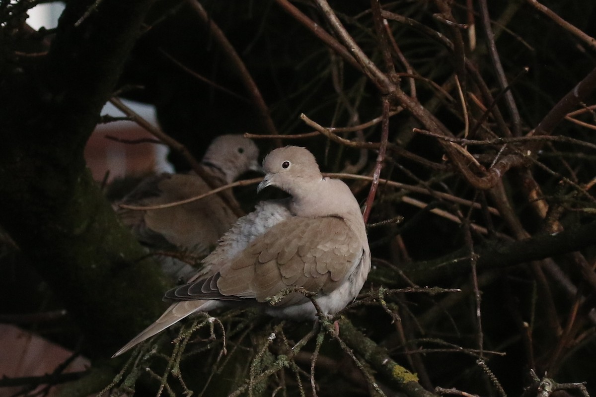 Eurasian Collared-Dove - Ingvar Atli Sigurðsson