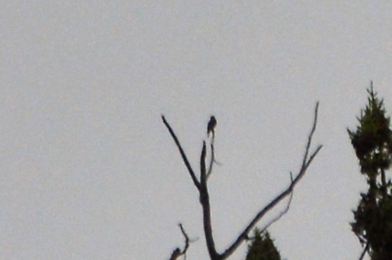 Olive-sided Flycatcher - ML30770871