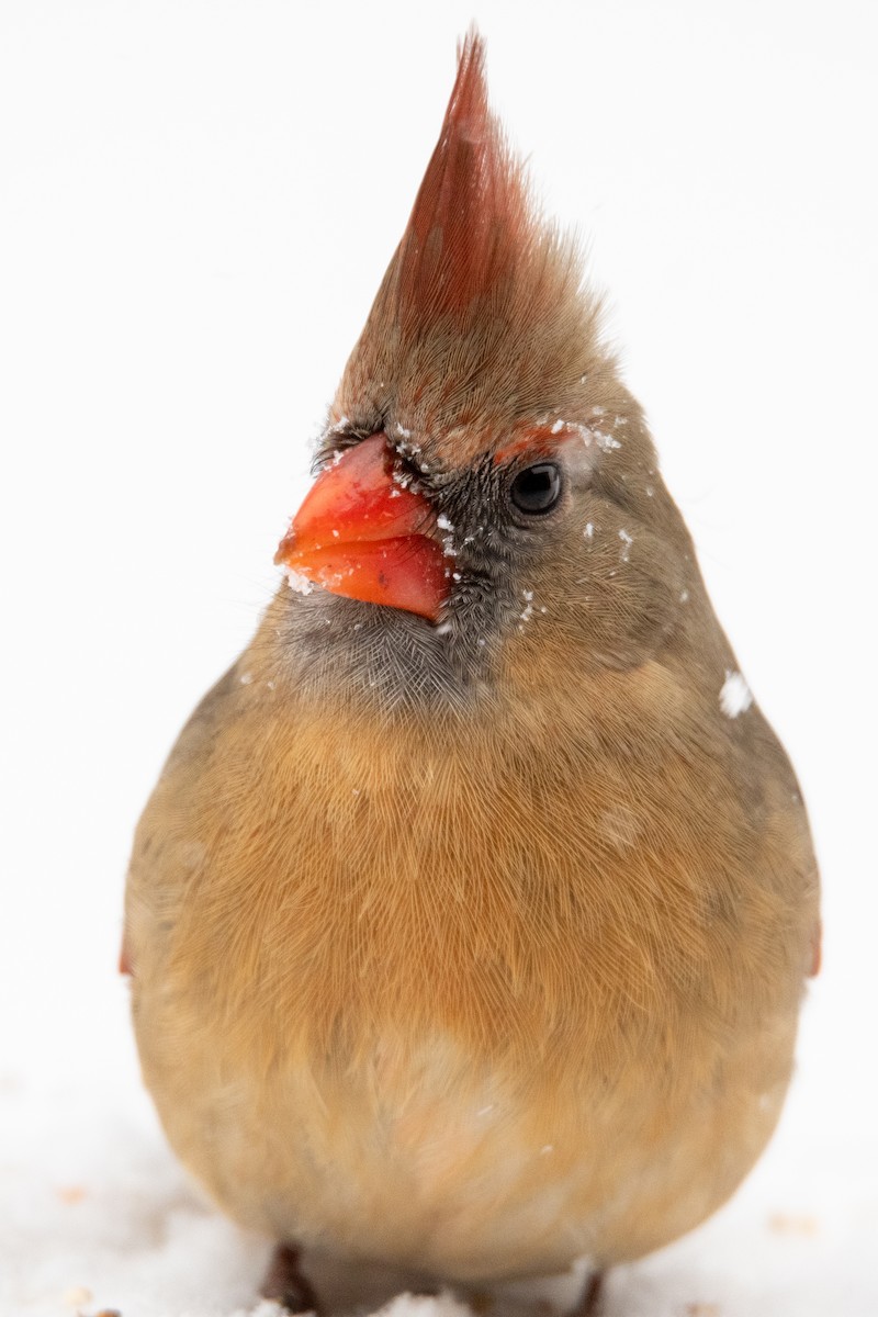 Northern Cardinal - ML307712451