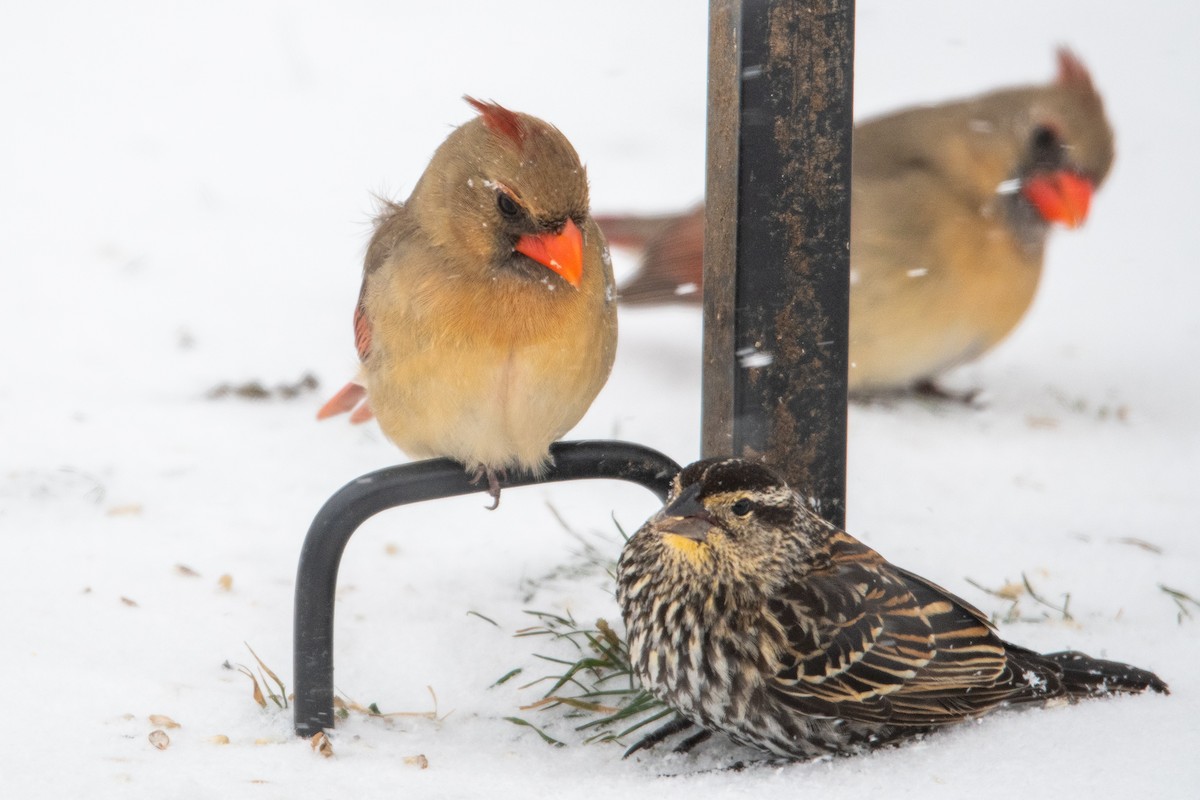 Northern Cardinal - ML307712491