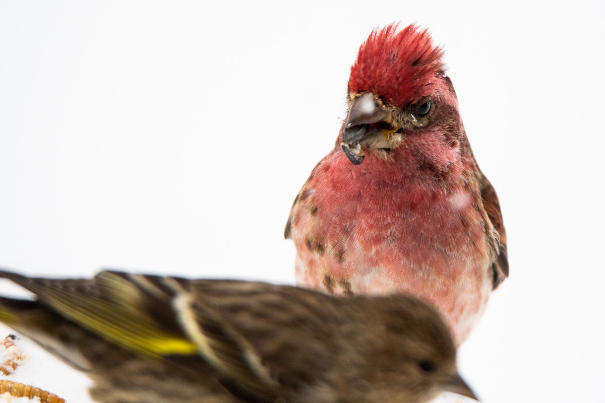 Purple Finch - ML307712561
