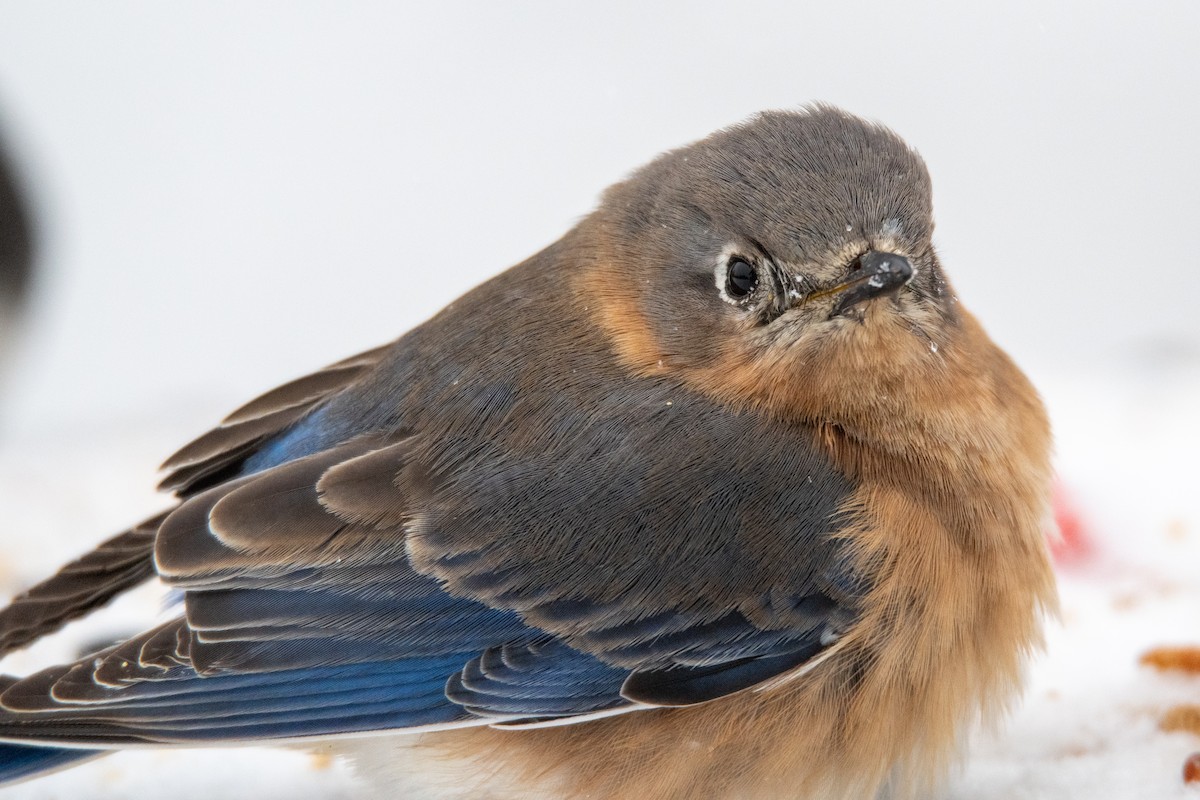 Eastern Bluebird - ML307712741