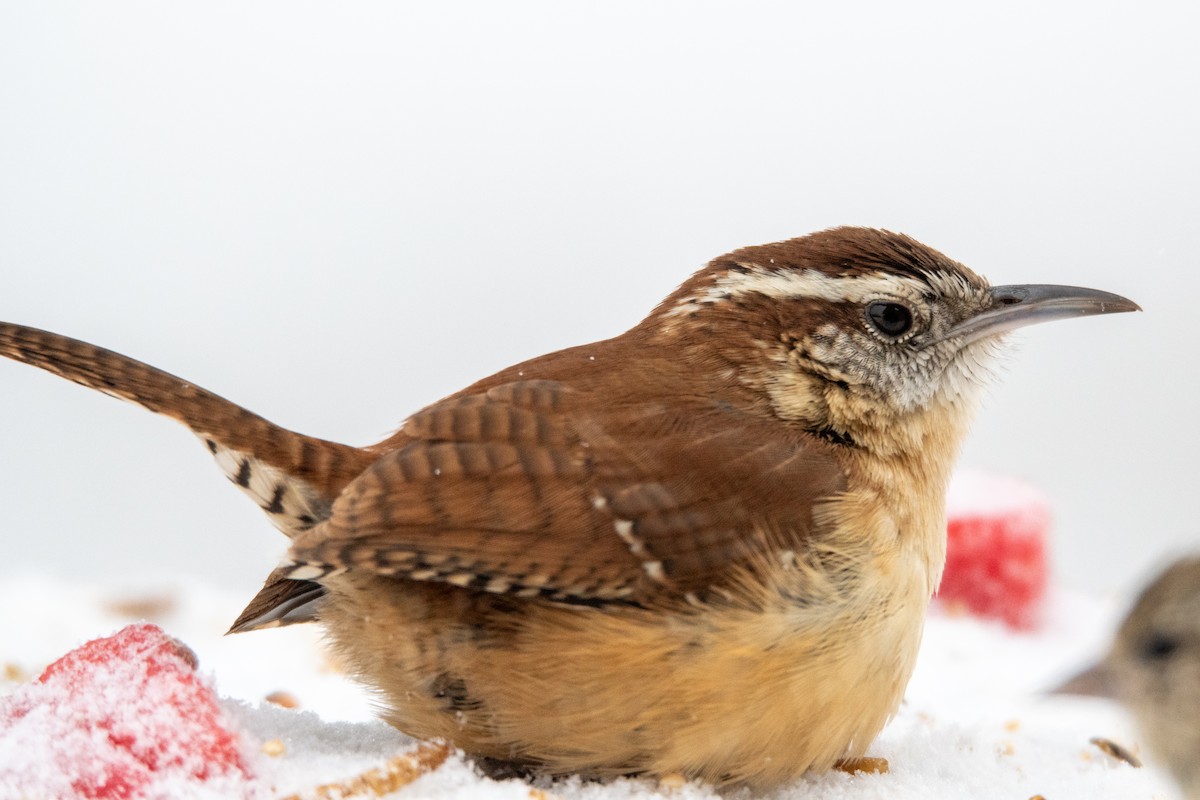 Carolina Wren - ML307713341