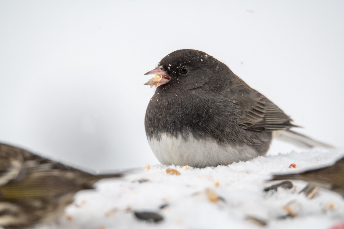 Dark-eyed Junco - ML307714741