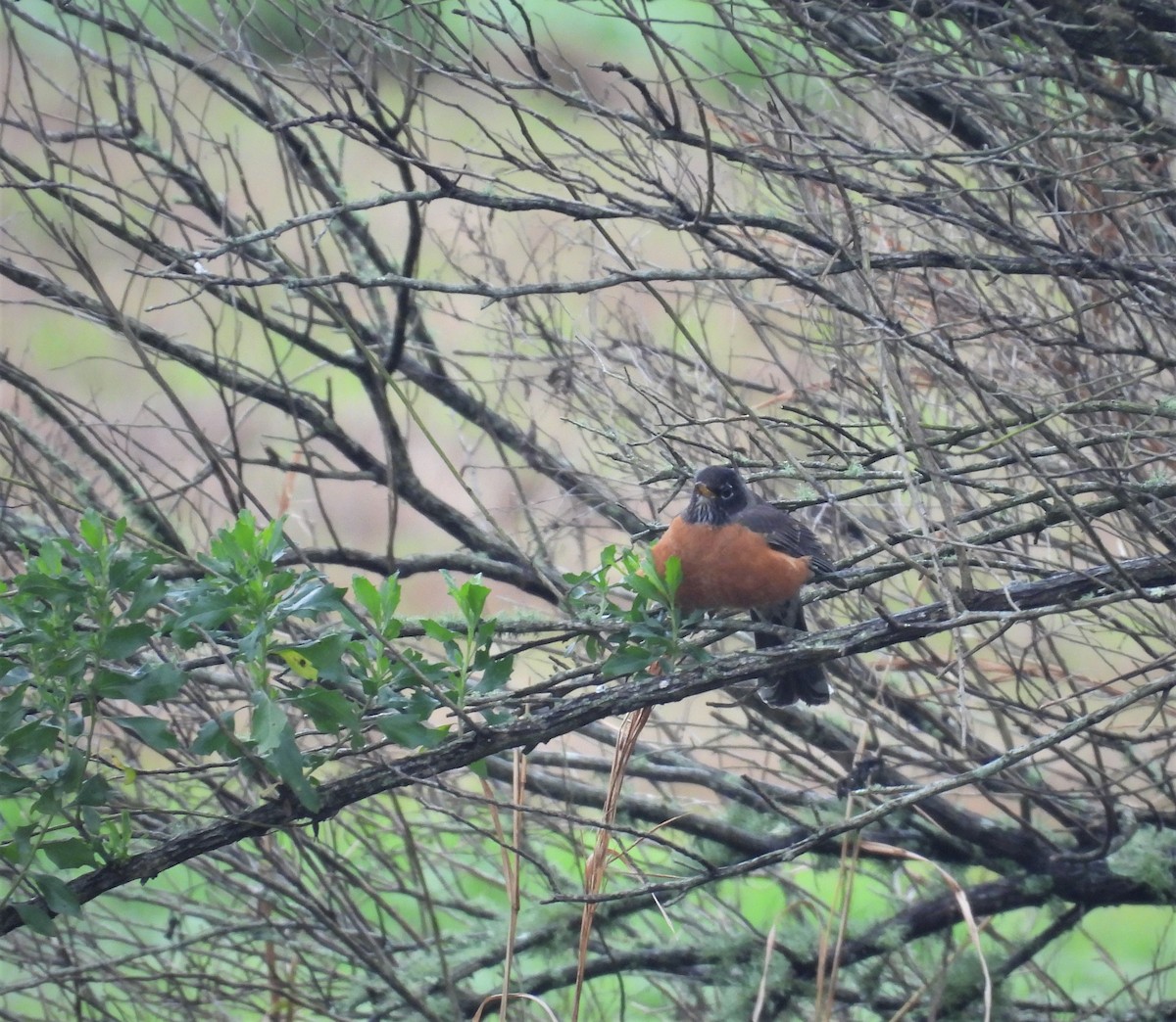 American Robin - ML307714951