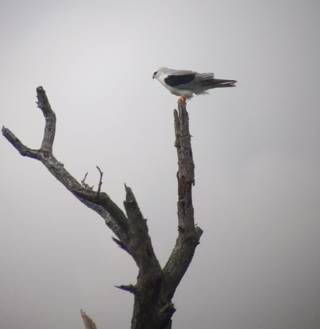 White-tailed Kite - ML307715801