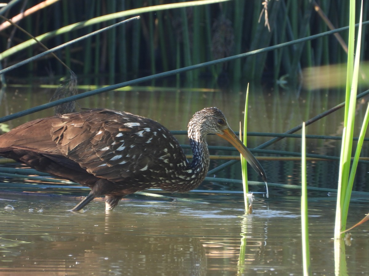 Limpkin - ML307716571