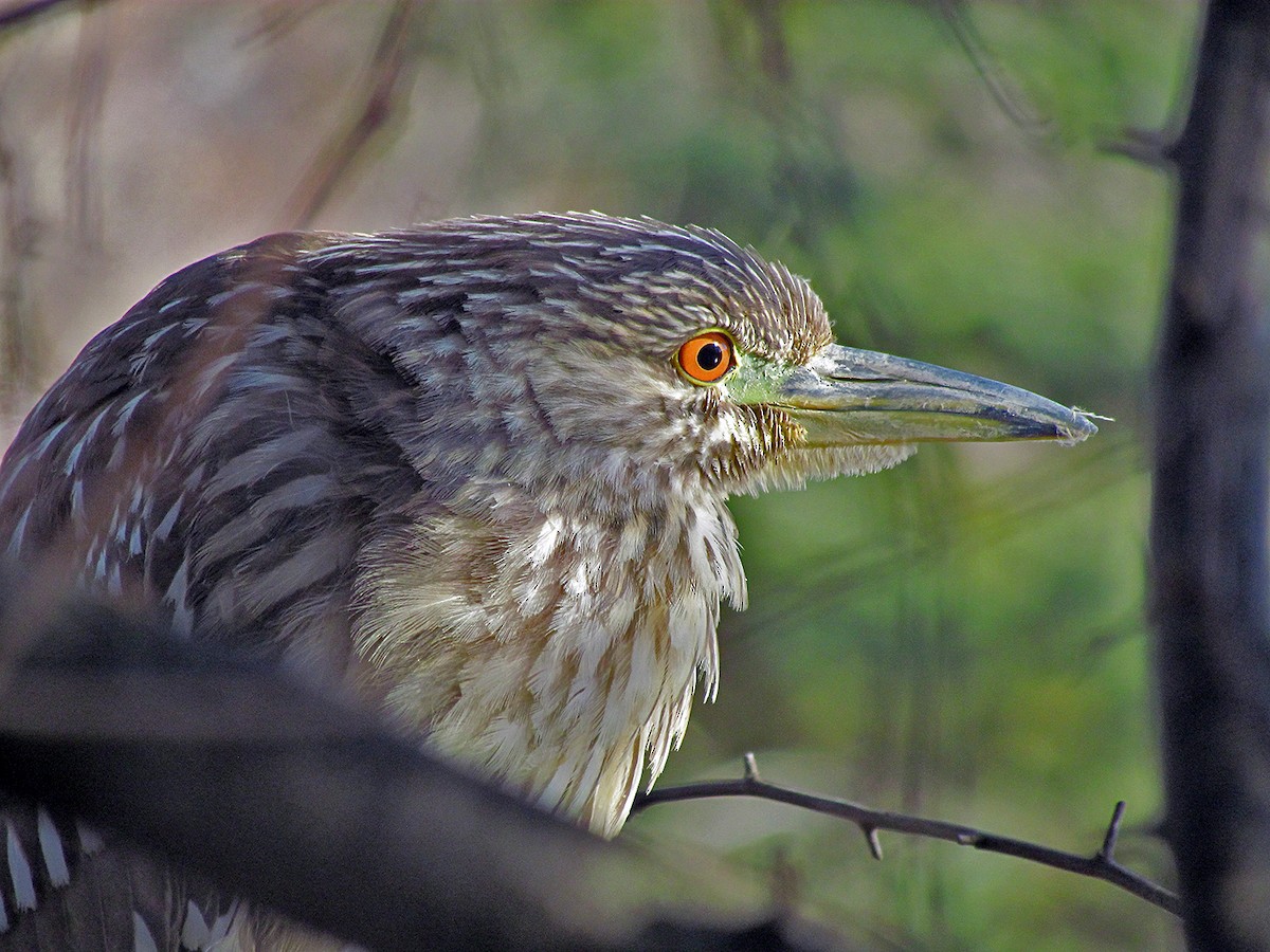 Black-crowned Night Heron - ML307719591