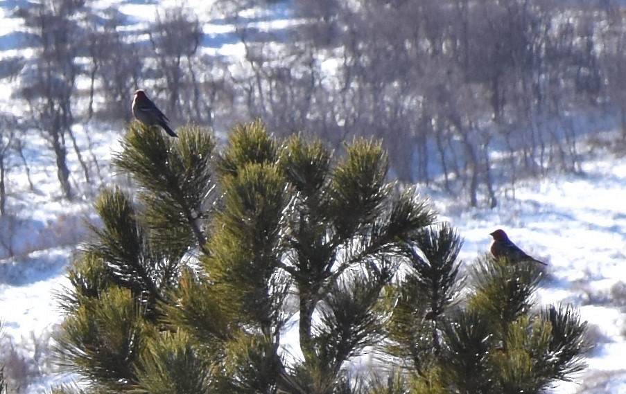 Pine Grosbeak - ML307723431