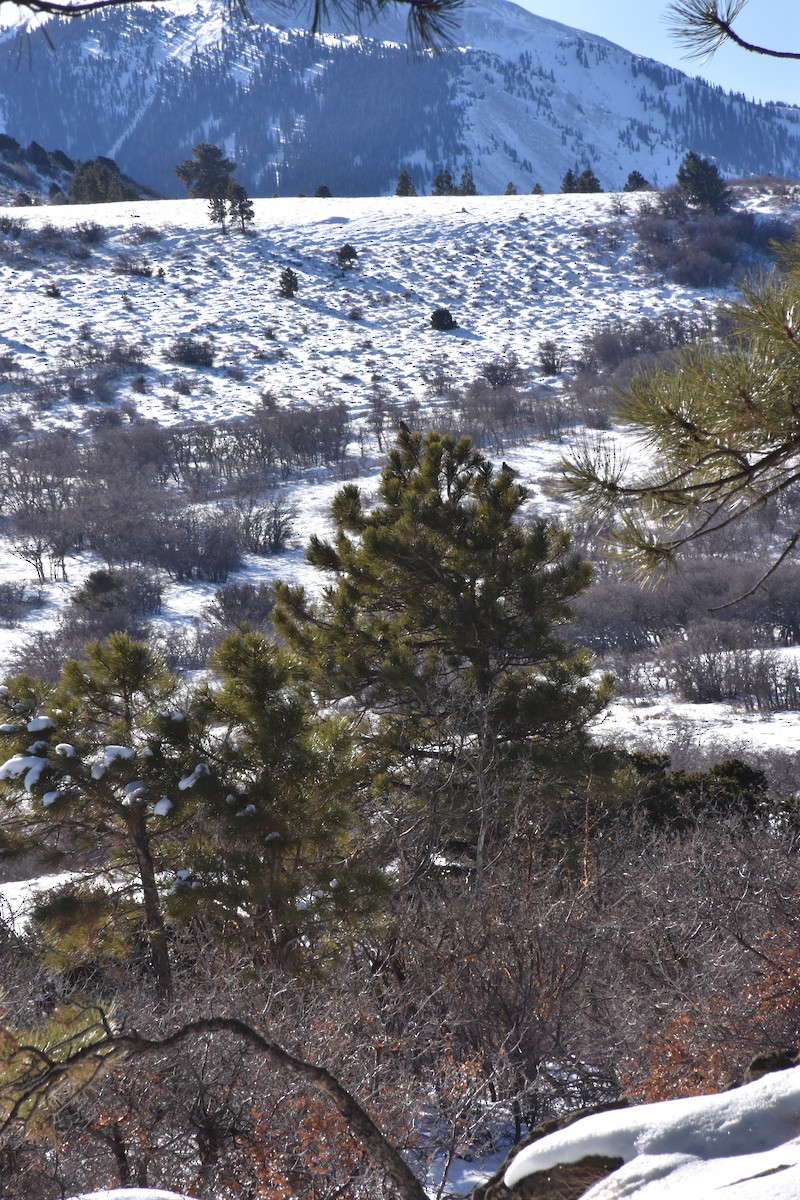 Pine Grosbeak - ML307723641