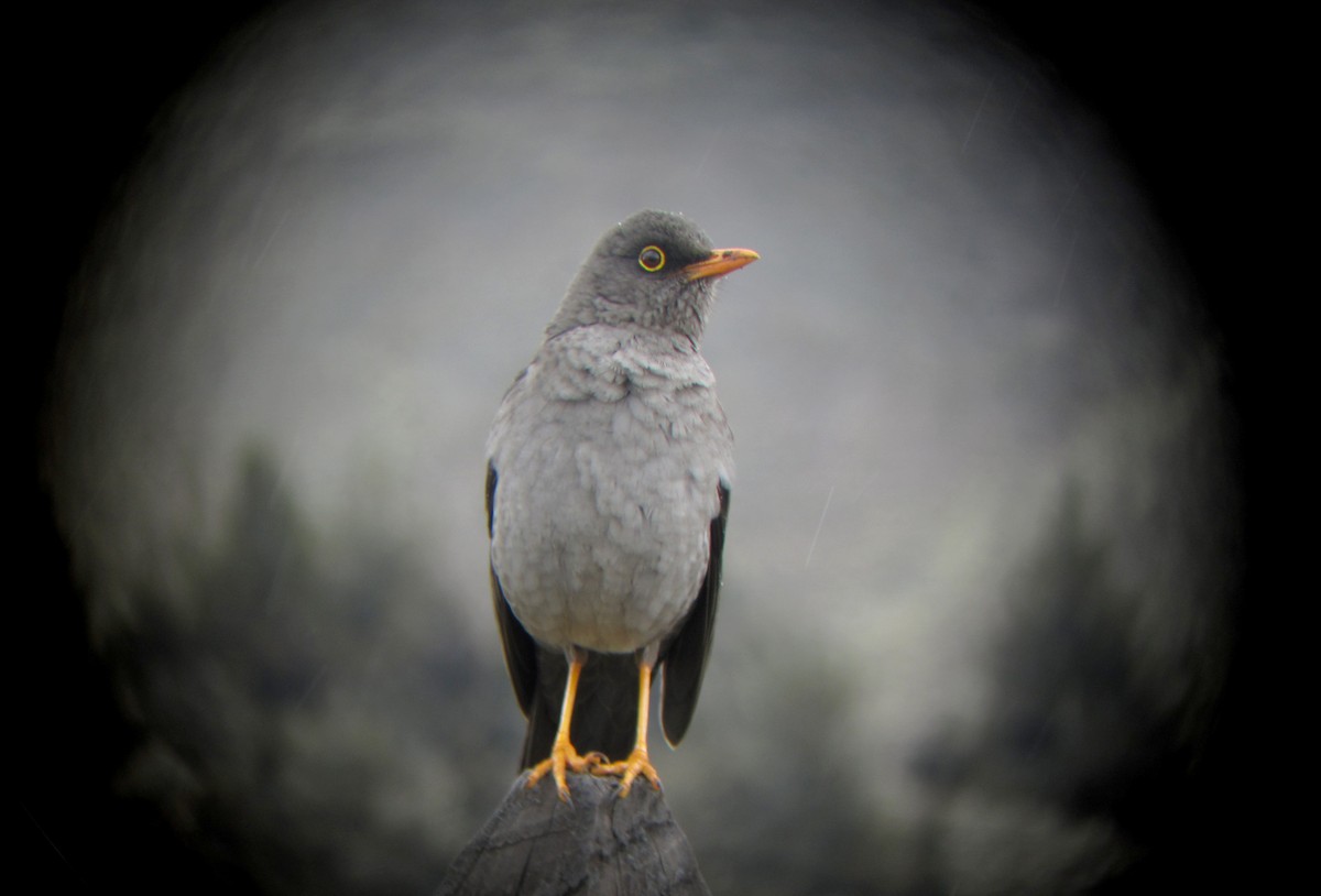 Great Thrush - ML30772681