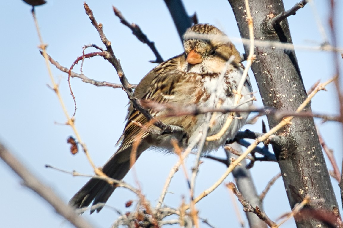 Harris's Sparrow - ML307726841