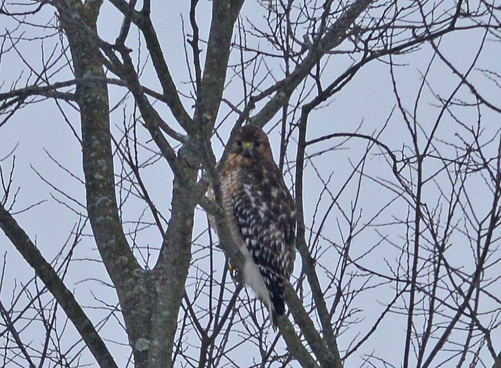 Red-shouldered Hawk - Bill Telfair