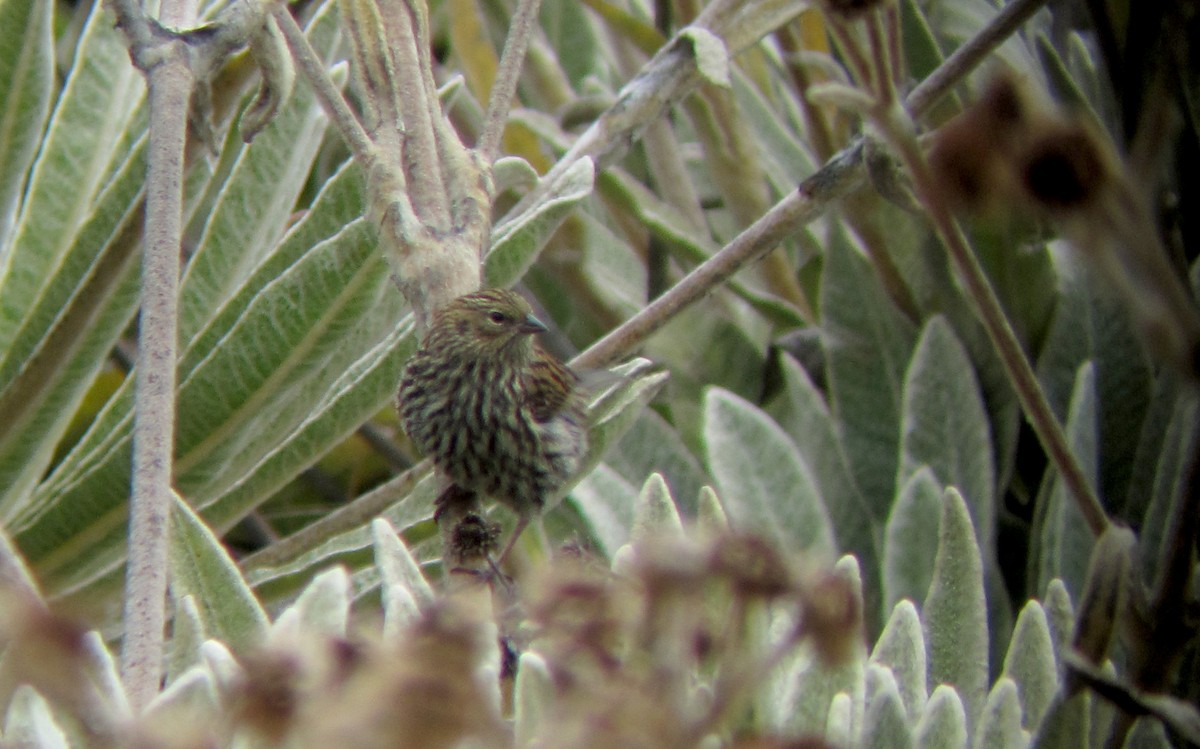 Plumbeous Sierra Finch - Jay McGowan