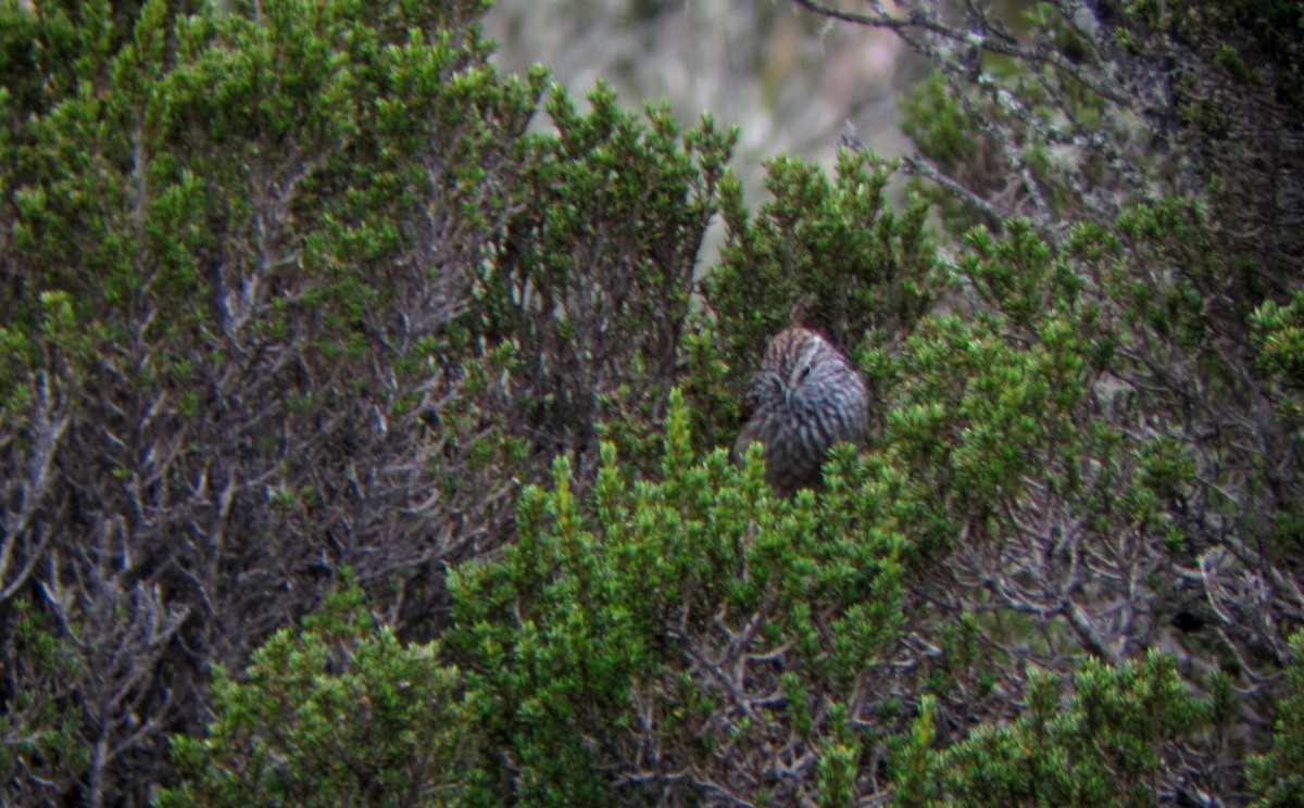 Andean Tit-Spinetail - ML30772821