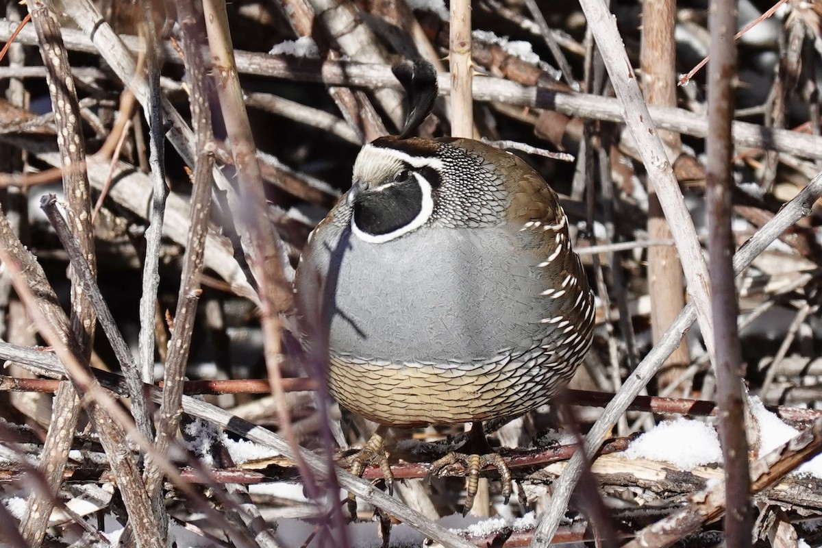 California Quail - ML307729361