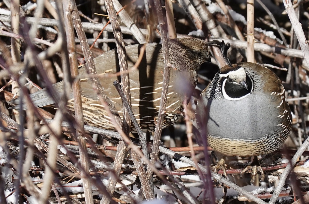California Quail - ML307729401