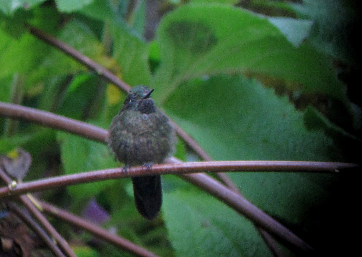 Tyrian Metaltail (Merida) - ML30773151