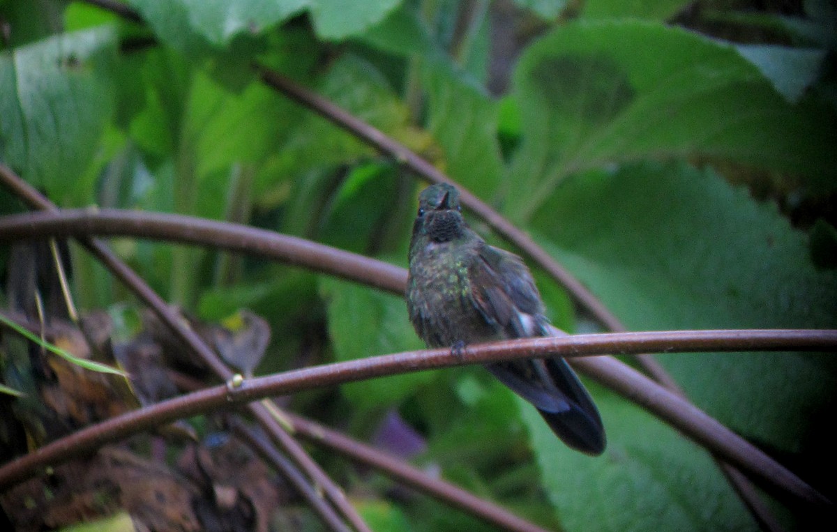 Tyrian Metaltail (Merida) - ML30773161