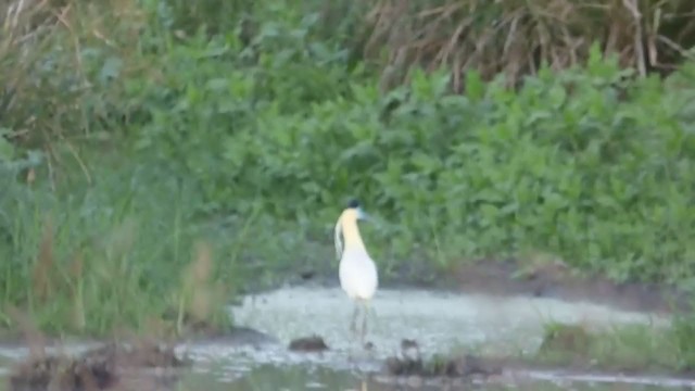Capped Heron - ML307732031