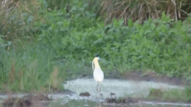 Capped Heron - ML307732031