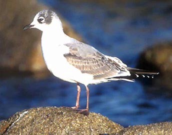 Franklin's Gull - ML30773561