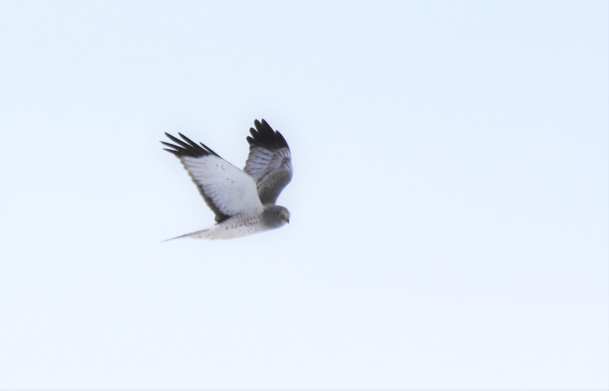 Northern Harrier - Cade Campbell