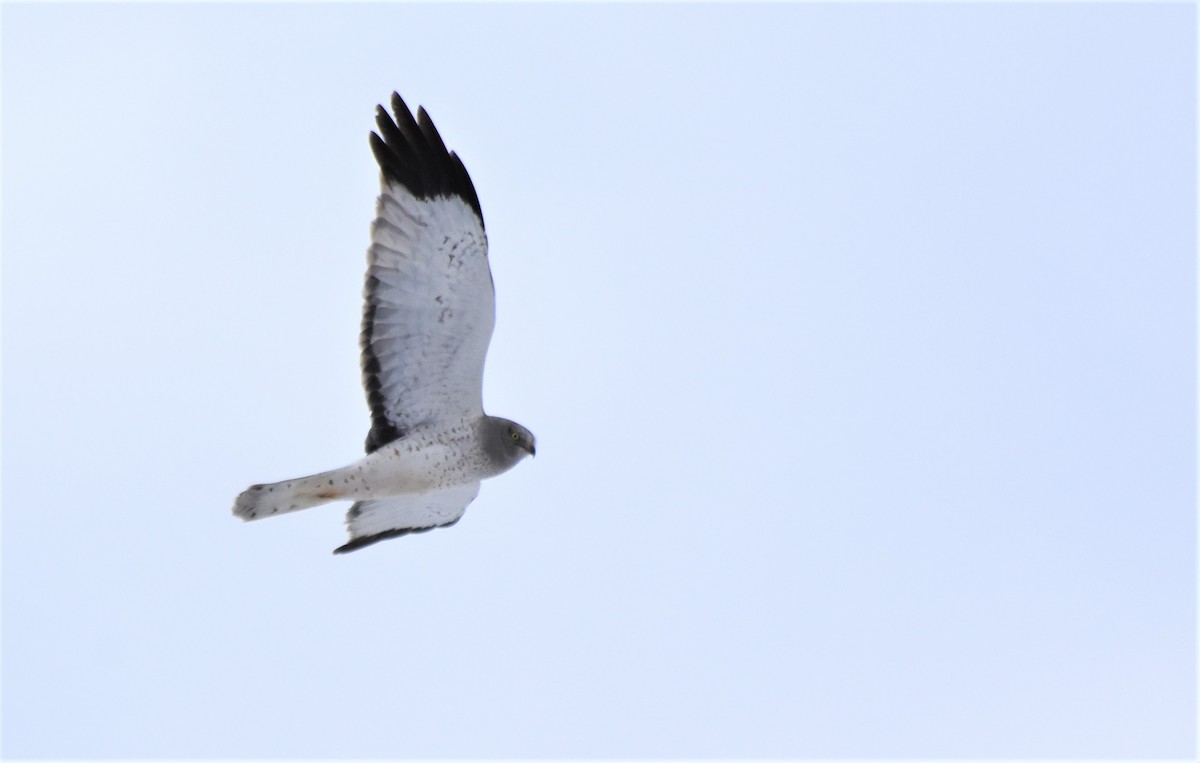 Northern Harrier - Cade Campbell