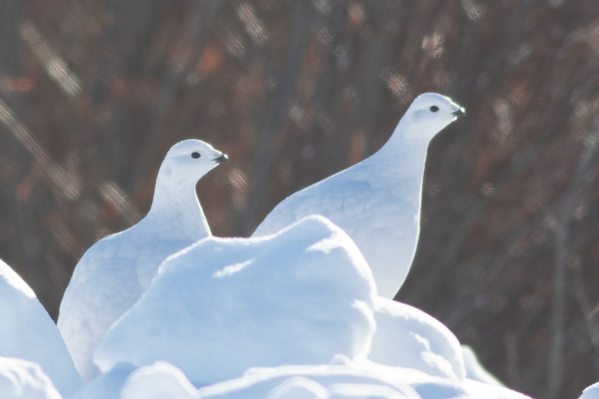 Willow Ptarmigan - ML307737441