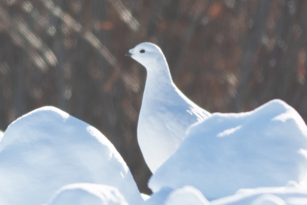 Willow Ptarmigan - ML307737601