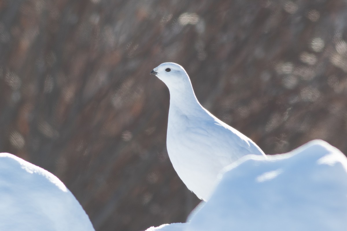 Willow Ptarmigan - ML307737671