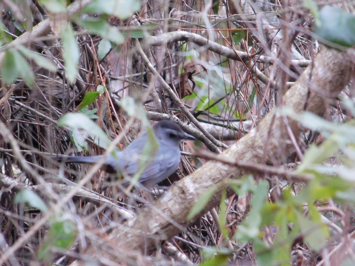 Gray Catbird - ML307738131